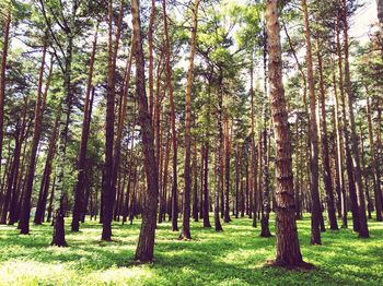 Trees in forest