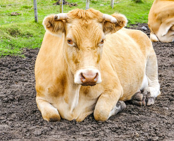 Portrait of a cow relaxing on field