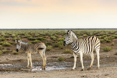 Zebras standing on zebra against sky