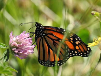 Close-up of butterfly on flower