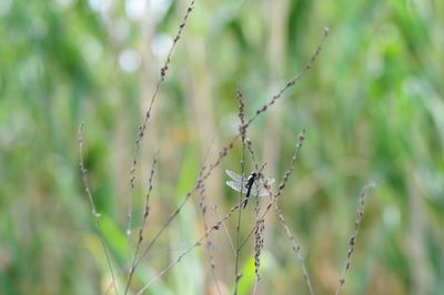 Close-up of insect on plant