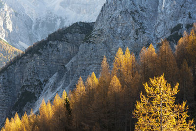 Panoramic view of trees and mountains