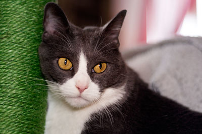 Close-up portrait of a cat