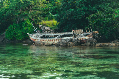 Scenic view of river in forest