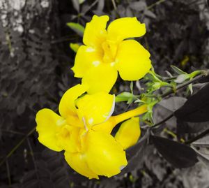 Close-up of yellow flower