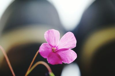 Close-up of pink flower