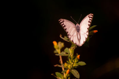 Close-up of butterfly pollinating on flower