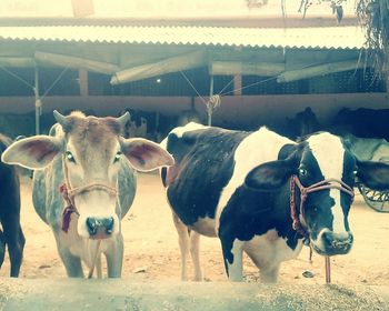 Cows on field