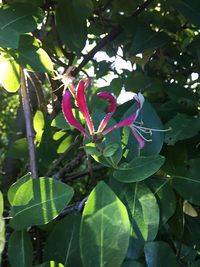 Close-up of flower growing on tree