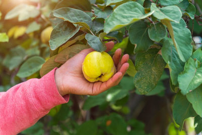 Close-up of hand holding fruit