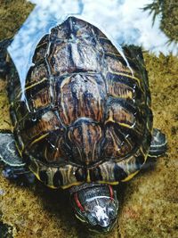Close-up of tortoise on ground