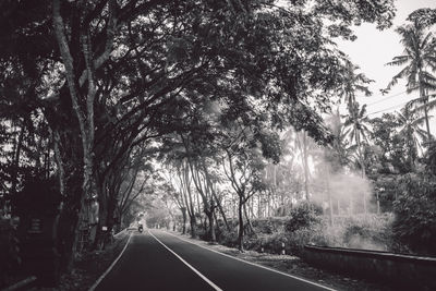 Road amidst trees