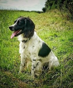 Dog on grassy field