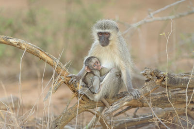 Monkey sitting on tree branch