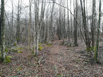 Bare trees in forest