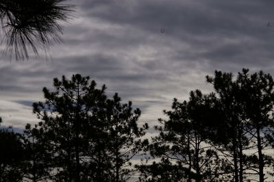 Low angle view of silhouette trees against sky