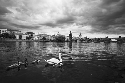 View of birds in river against cloudy sky