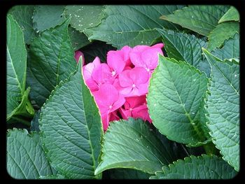 Close-up of pink flowers