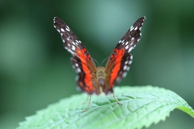 Close-up of butterfly on leaf