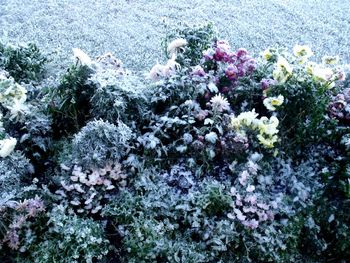 High angle view of flowering plants on snow covered land