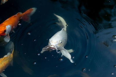 Close-up of fish in sea