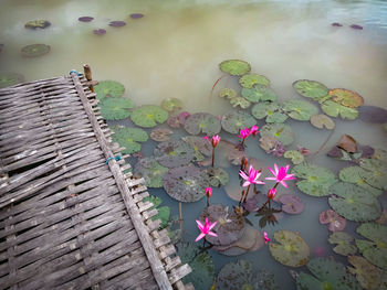 High angle view of pink water lily in lake