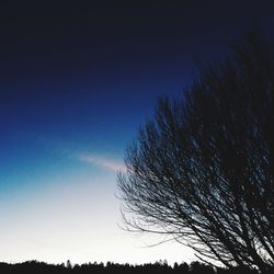 Low angle view of bare trees against sky