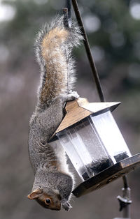 A squirrel dangles upside down on a bird feeder