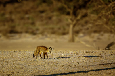 Side view of a fox on field