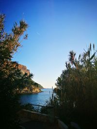 Trees on beach against clear sky