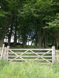 Trees in park