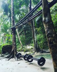 Bicycle hanging on tree trunk in forest