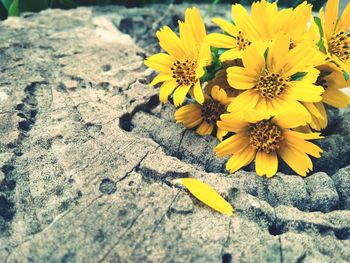 Close-up of yellow flowers