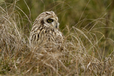 Close-up of a bird on field