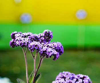 Close-up of purple flowering plant