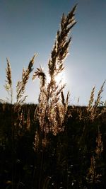 Close-up of stalks in field against sky