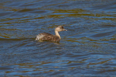 High angle view of ducks swimming in lake