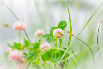 Natural flower background. blooming pink clover in spring. soft focus