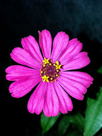 Close-up of pink flower against black background