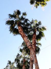 Low angle view of palm tree against clear sky