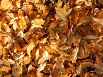 Full frame shot of dry autumn leaves