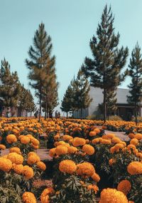 View of flowering plants and trees on field against sky