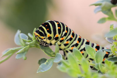 Close-up of butterfly on plant