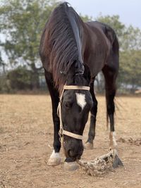 Horse standing on field