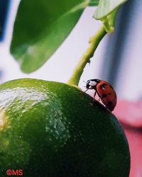 Close-up of ladybug on leaf