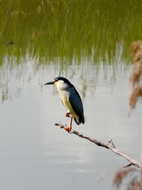 Bird perching on a lake