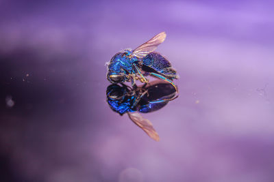 Close-up of insect on leaf