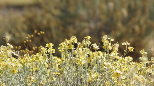 Close-up of yellow flowers growing in field