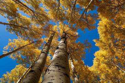 Low angle view of tree against sky