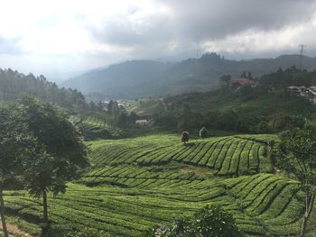 Scenic view of tea plantation by mountains against cloudy sky